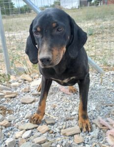 Johnnie Zorro Dogsavior Dez24 2