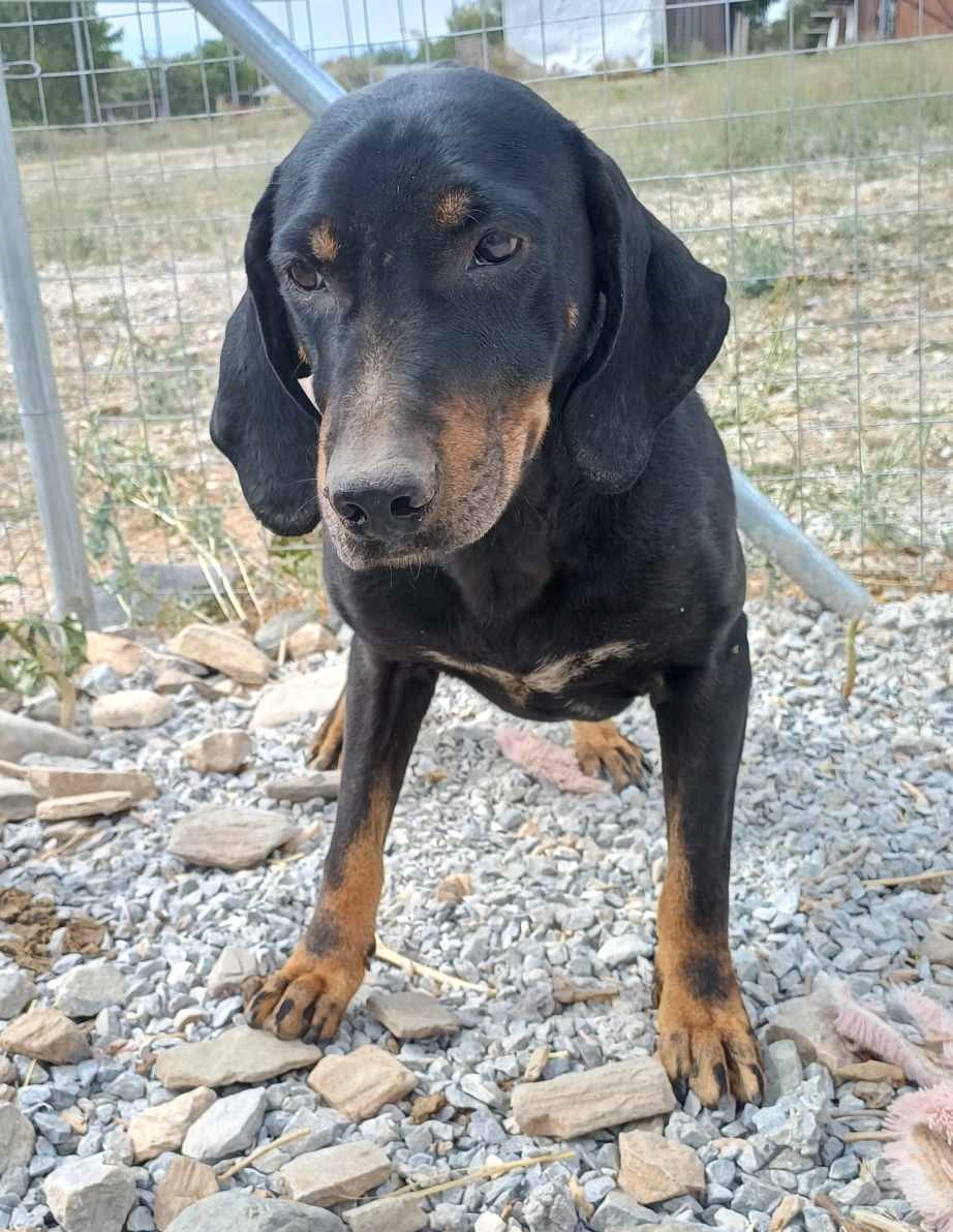 Johnnie Zorro Dogsavior Dez24 2