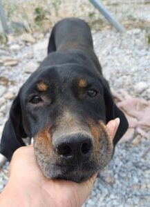 Johnnie Zorro Dogsavior Dez24 3