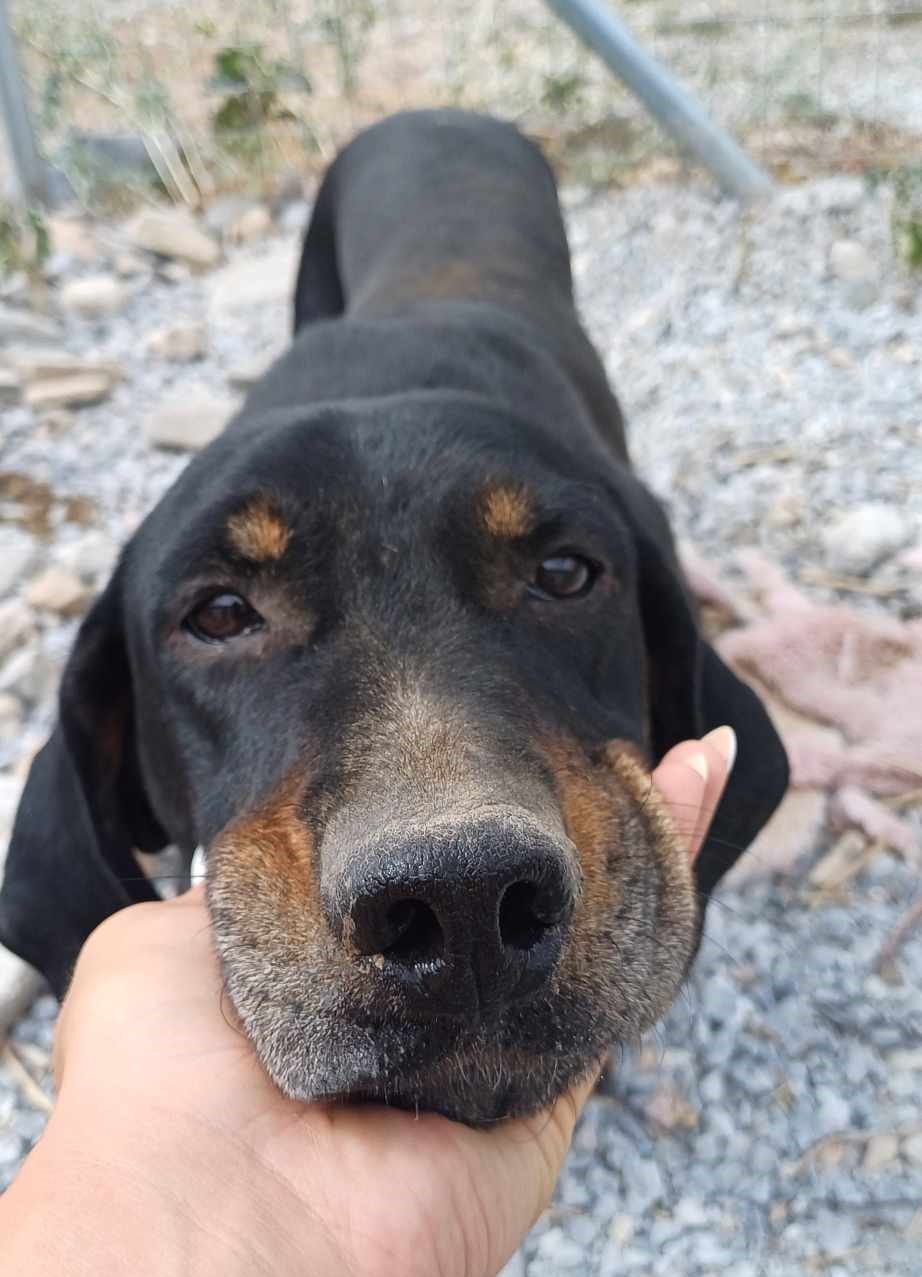 Johnnie Zorro Dogsavior Dez24 3
