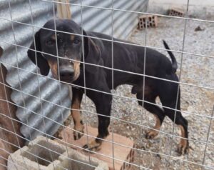 Johnnie Zorro Dogsavior Dez24 4