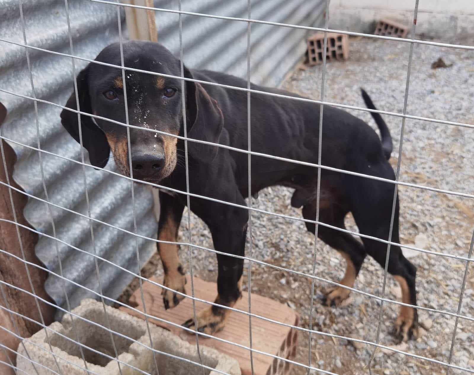 Johnnie Zorro Dogsavior Dez24 4