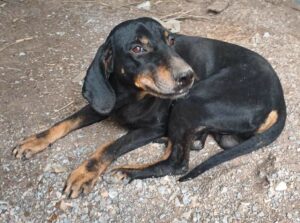 Johnnie Zorro Dogsavior Dez24 5