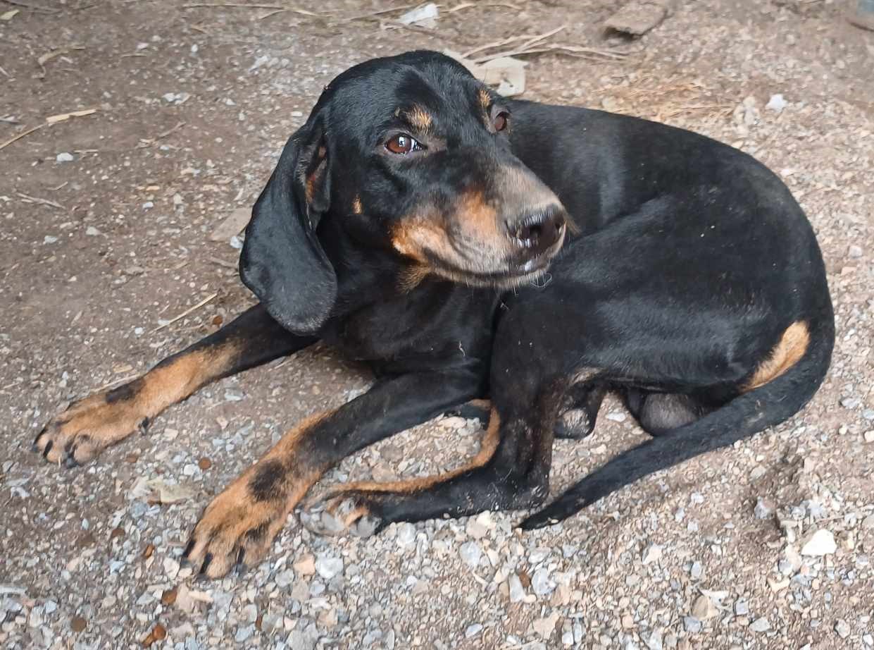 Johnnie Zorro Dogsavior Dez24 5