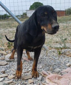 Johnnie Zorro Dogsavior Dez24 6