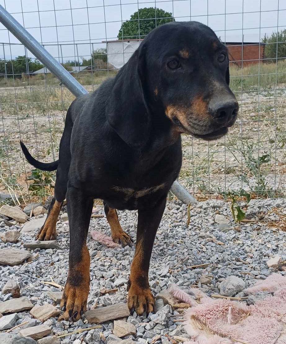 Johnnie Zorro Dogsavior Dez24 6