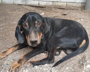 Johnnie Zorro Dogsavior Dez24 Beitragsbild