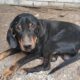 Johnnie Zorro Dogsavior Dez24 Beitragsbild