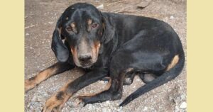 Johnnie Zorro Dogsavior Dez24 SocialMedia