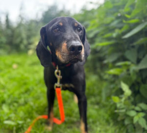 Schwarzer Hund mit roter Leine steht auf grüner Wiese neben Sträuchern.