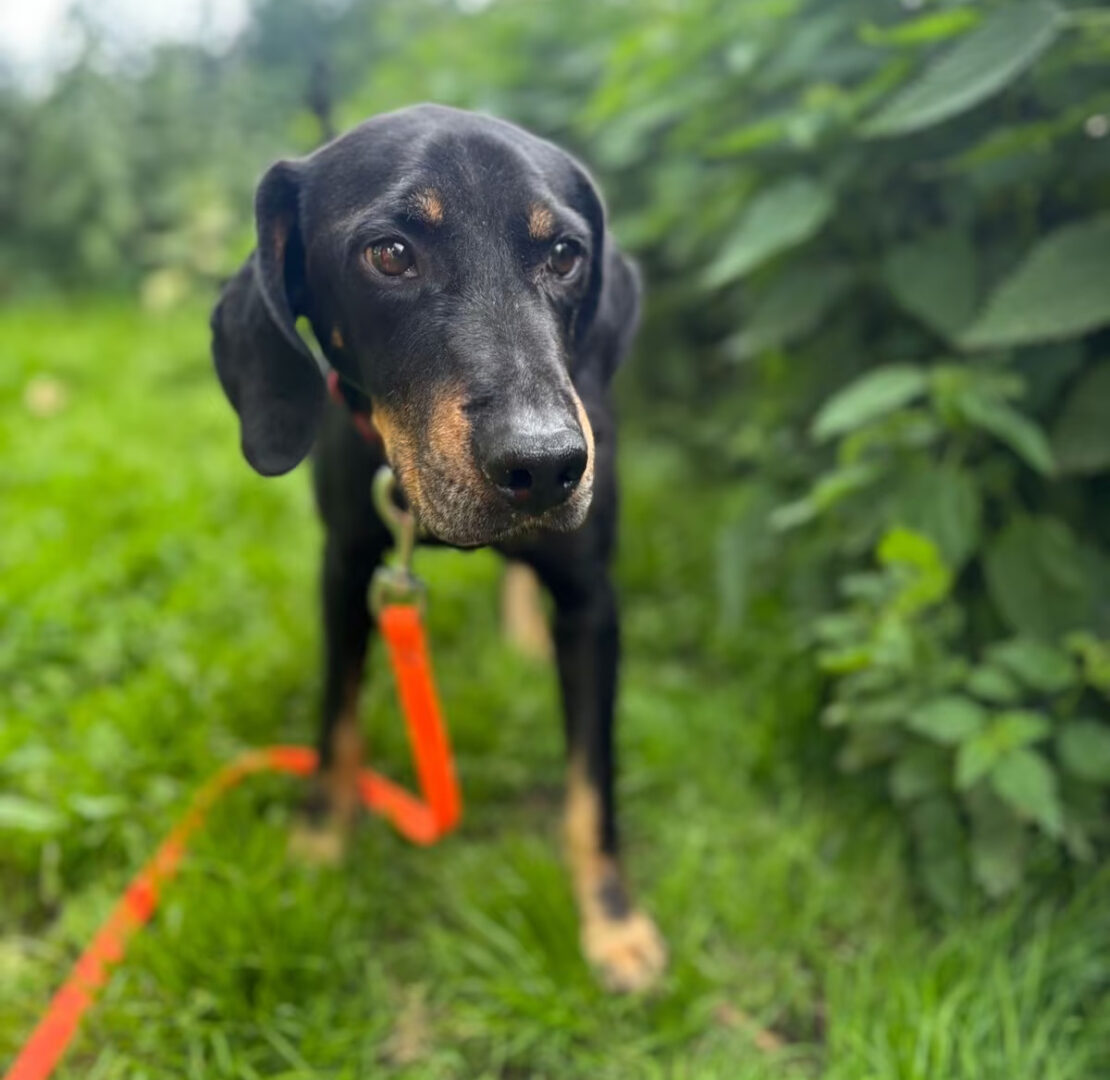 Johnnie Zorro Dogsavior Jun25 2