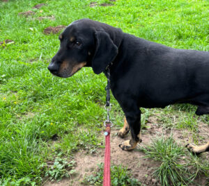 Schwarzer Hund an roter Leine steht auf grünem Gras.