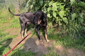 Ein Hund an einer roten Leine steht auf einem grasbewachsenen Weg neben Pflanzen.