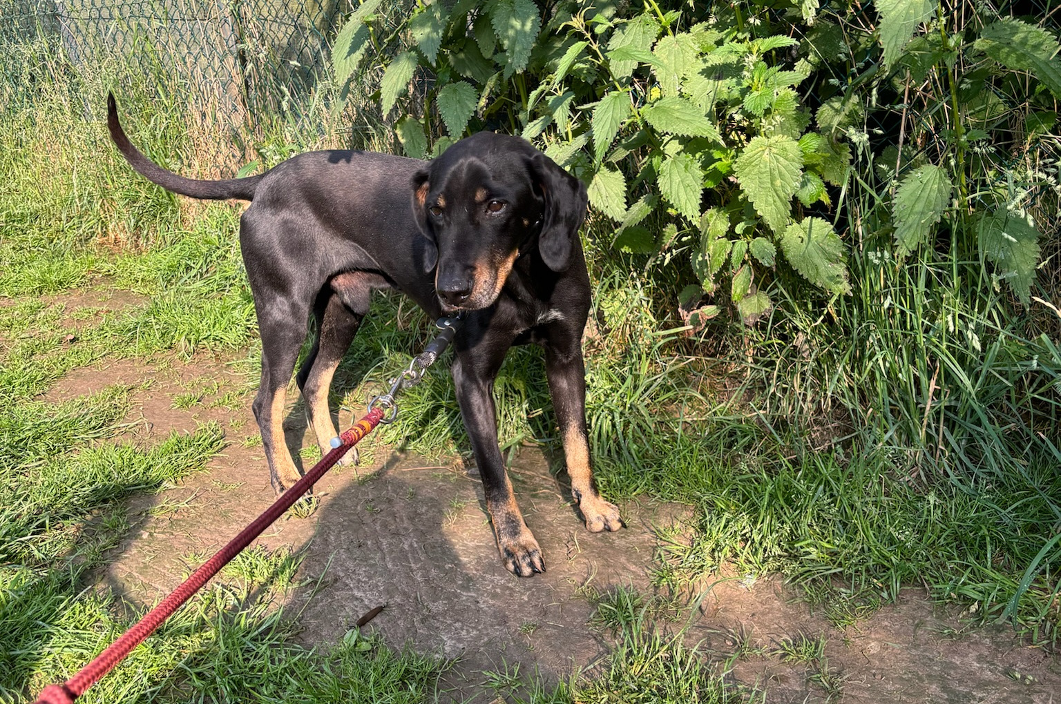Johnnie Zorro Dogsavior Jun25 4