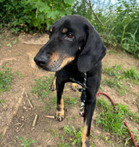 Schwarzer Hund mit Leine steht auf einer Wiese.