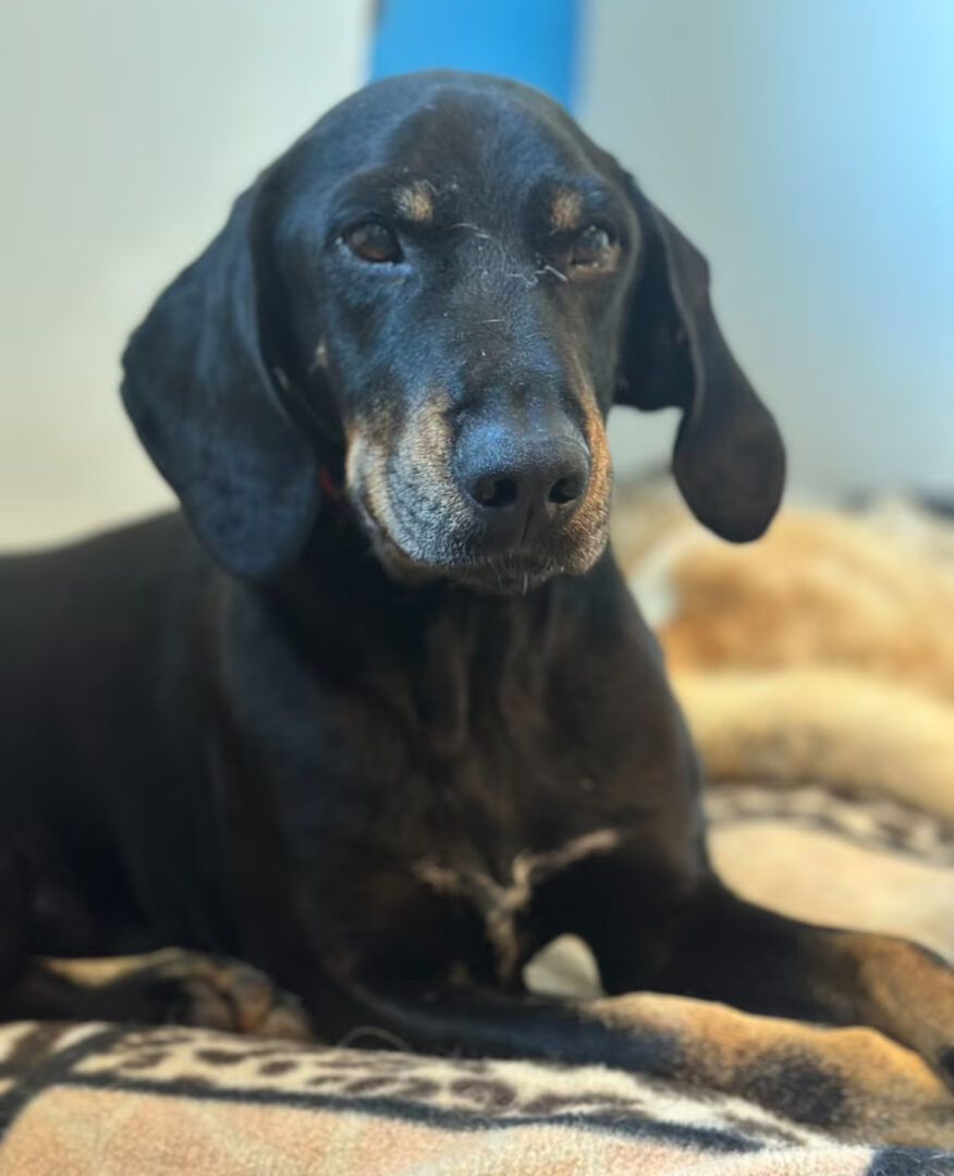 Johnnie Zorro Dogsavior Jun25 6