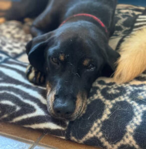 Dunkler Hund liegt entspannt auf gemusterter Decke auf dem Boden.