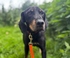 Ein Hund an einer roten Leine im Grünen und Blick in die Kamera.