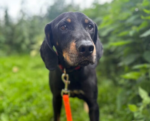 Johnnie Zorro Dogsavior Jun25 Beitragsbild