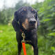 Johnnie Zorro Dogsavior Jun25 Beitragsbild