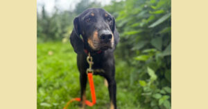 Schwarzer Hund mit roter Leine steht auf grünem Rasen.