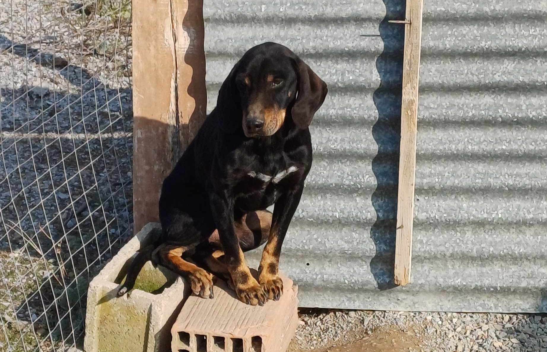 Johnnie Zorro Dogsavior Mär25 1