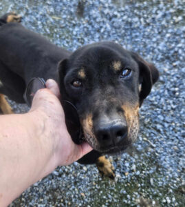 Hand streichelt schwarzen Hund auf Kiesweg.