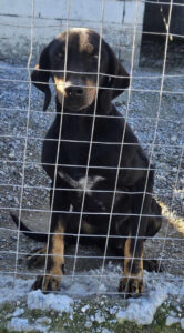 Schwarzer Hund sitzt hinter einem Gitterzaun auf Kiesboden.