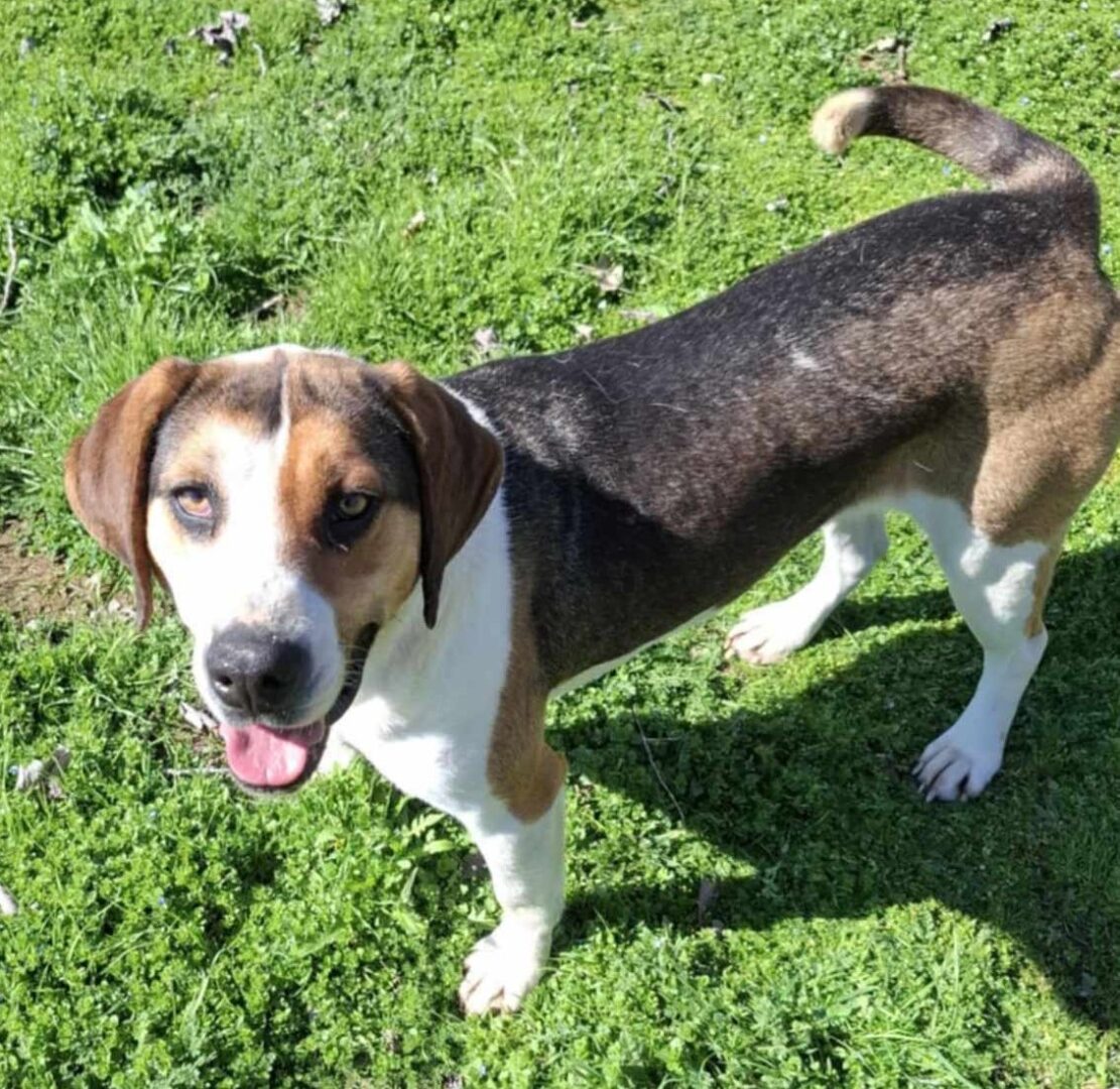 Kallisto Zorro Dogsavior Mär25 1