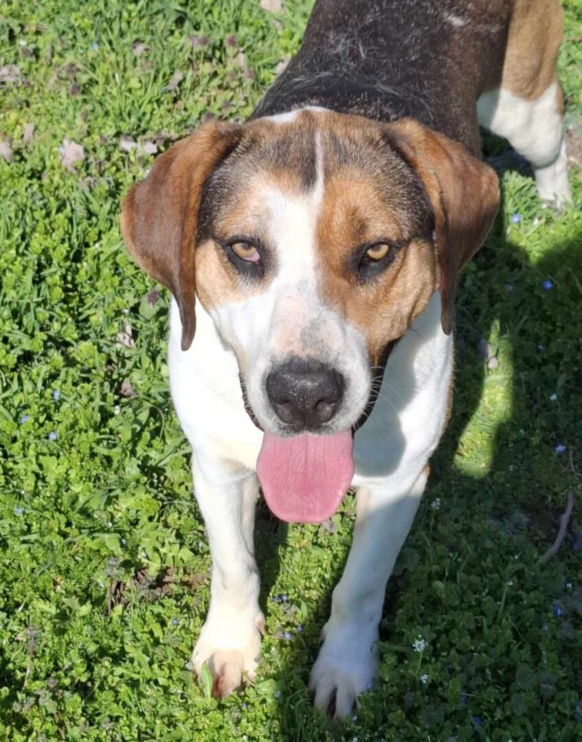 Kallisto Zorro Dogsavior Mär25 2