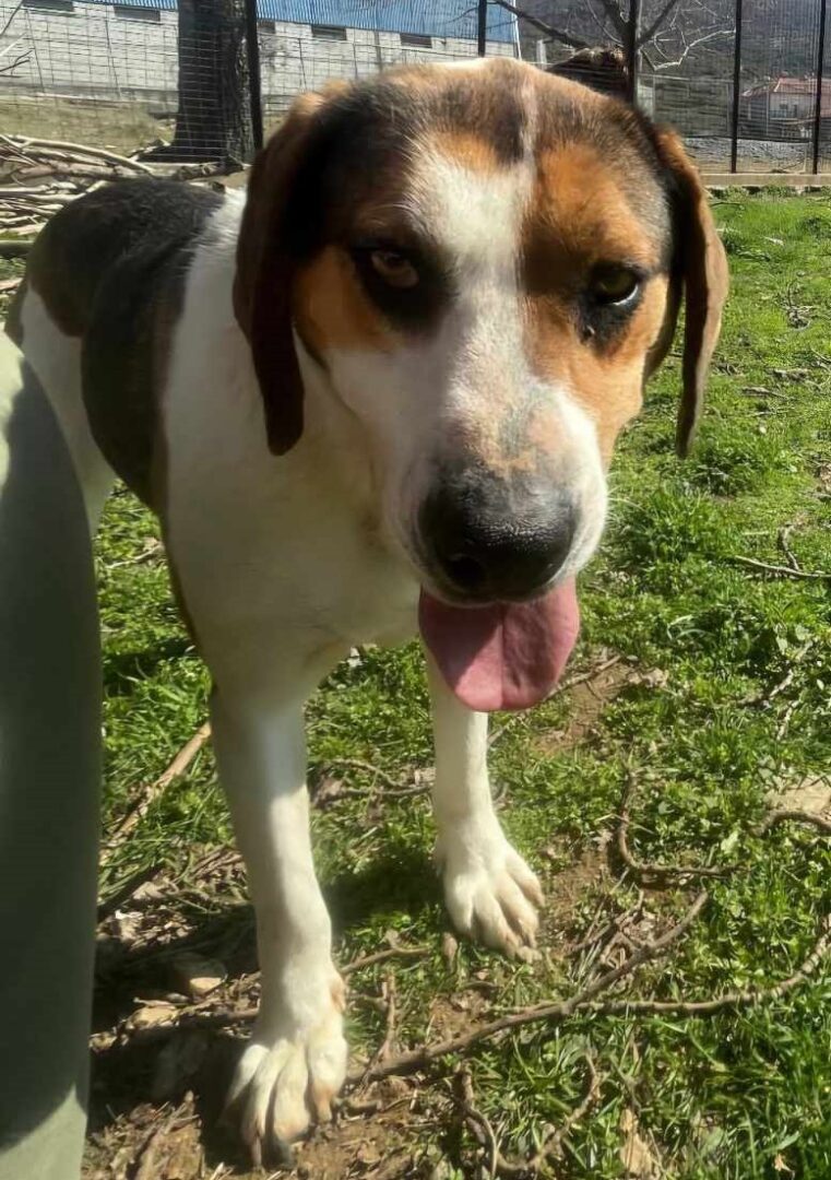Kallisto Zorro Dogsavior Mär25 3