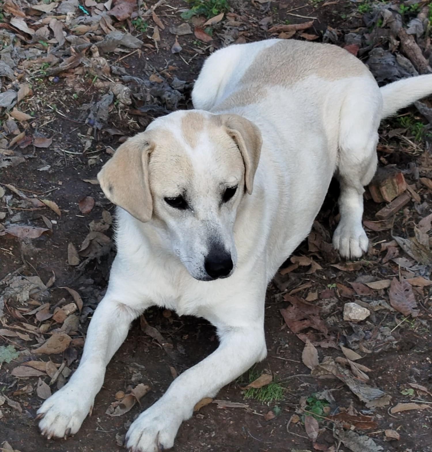 Lemonia Zorro Dogsavior Dez24 2