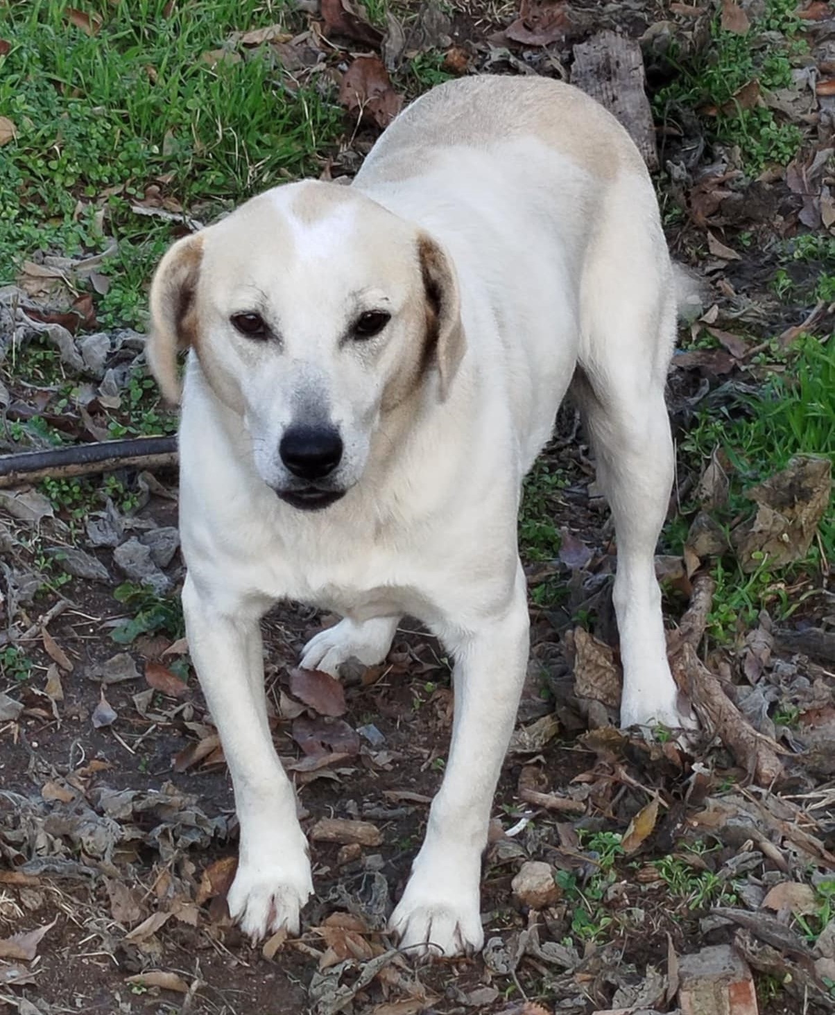 Lemonia Zorro Dogsavior Dez24 3