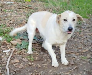 Lemonia Zorro Dogsavior Dez24 4