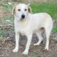 Lemonia Zorro Dogsavior Dez24 Beitragsbild