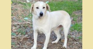 Lemonia Zorro Dogsavior Dez24 SocialMedia
