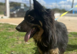 Maddox Zorro Dogsavior Dez24 Beitragsbild