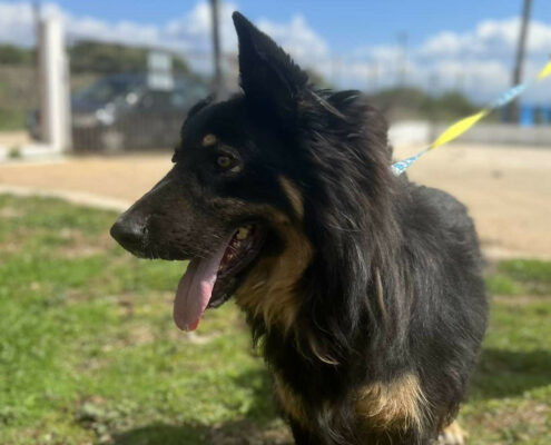 Maddox Zorro Dogsavior Dez24 Beitragsbild