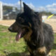 Maddox Zorro Dogsavior Dez24 Beitragsbild