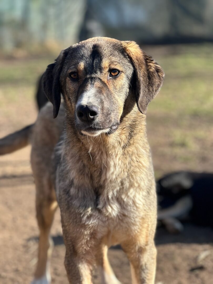 Maria Zorro Dogsavior Mär25 1