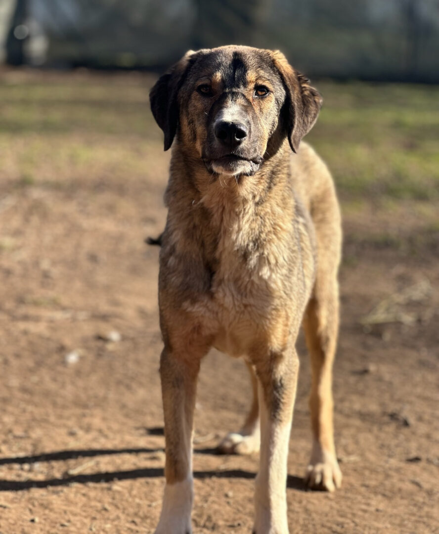 Maria Zorro Dogsavior Mär25 2