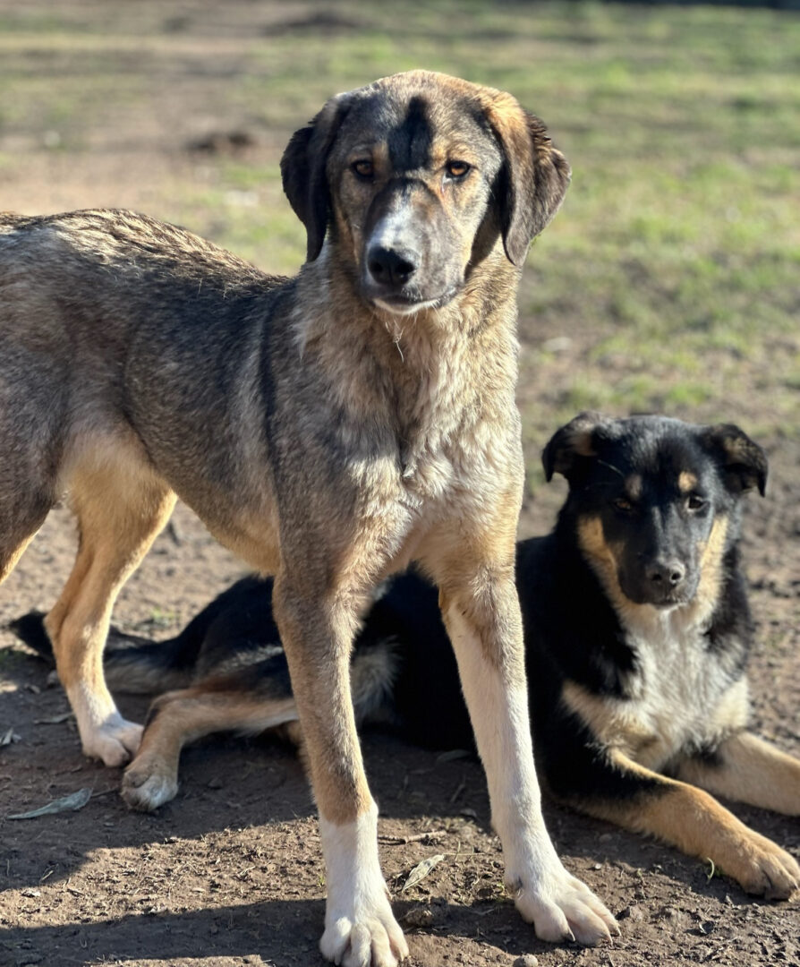 Maria Zorro Dogsavior Mär25 3