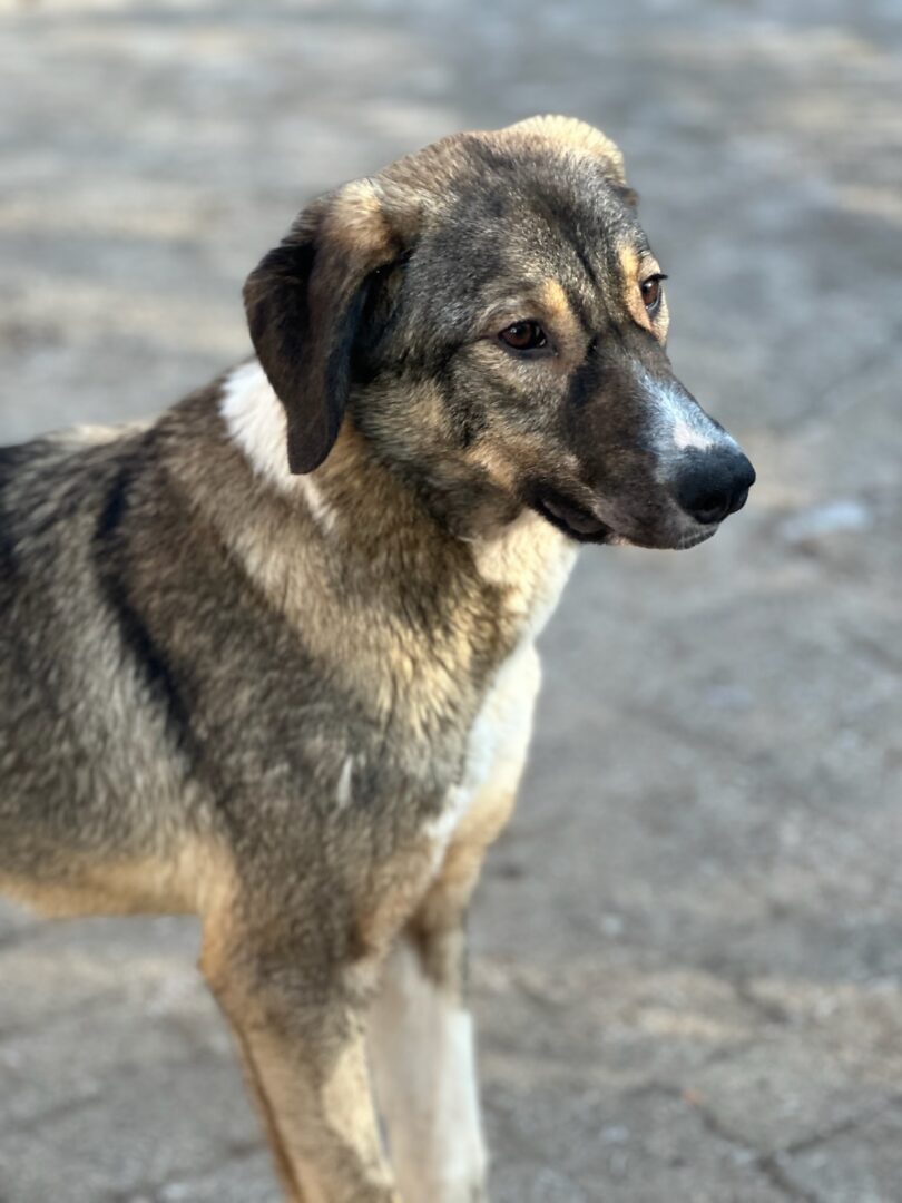 Maria Zorro Dogsavior Mär25 4