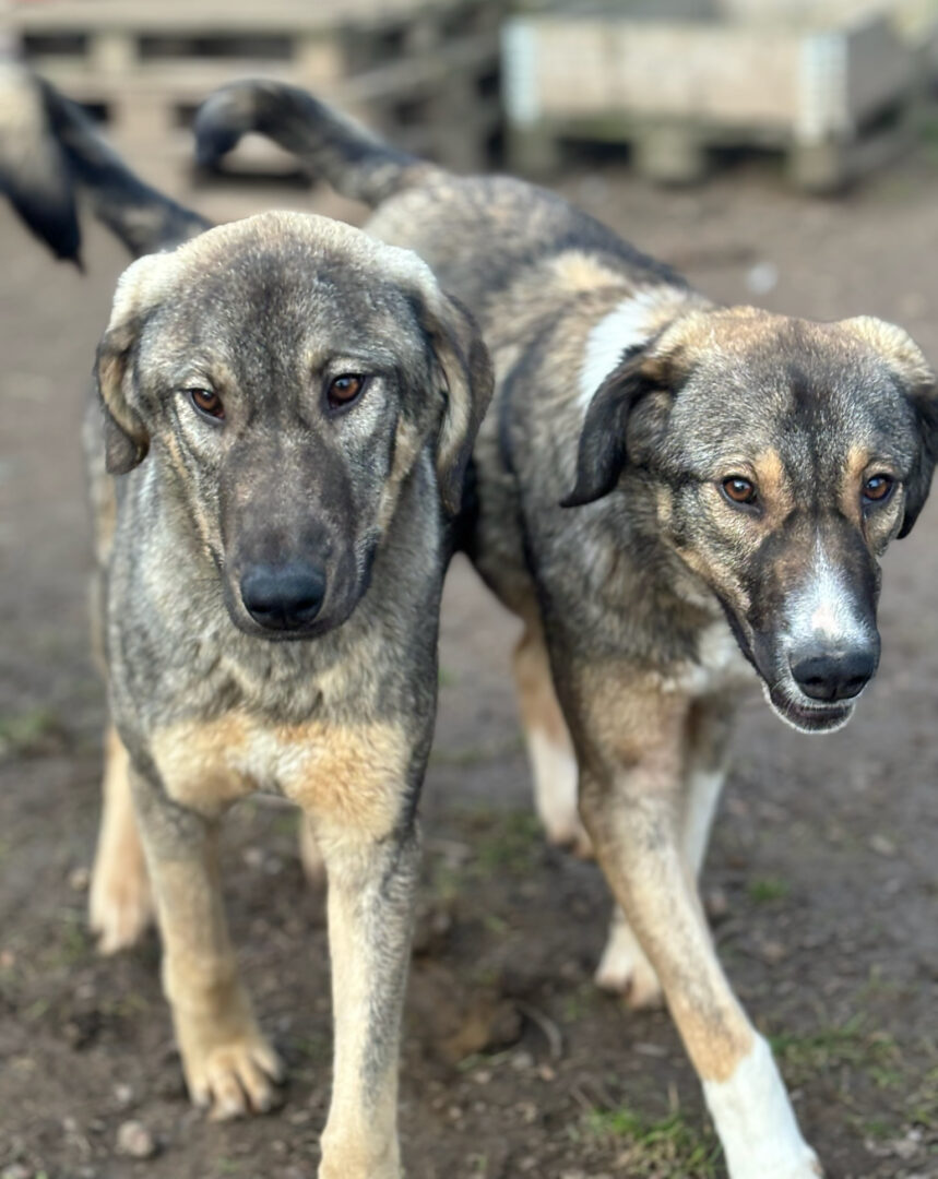 Maria Zorro Dogsavior Mär25 5