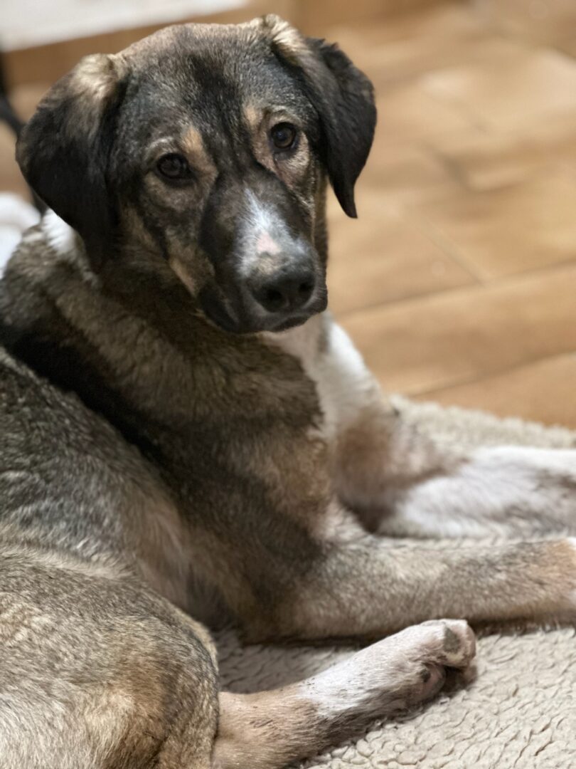 Maria Zorro Dogsavior Mär25 6
