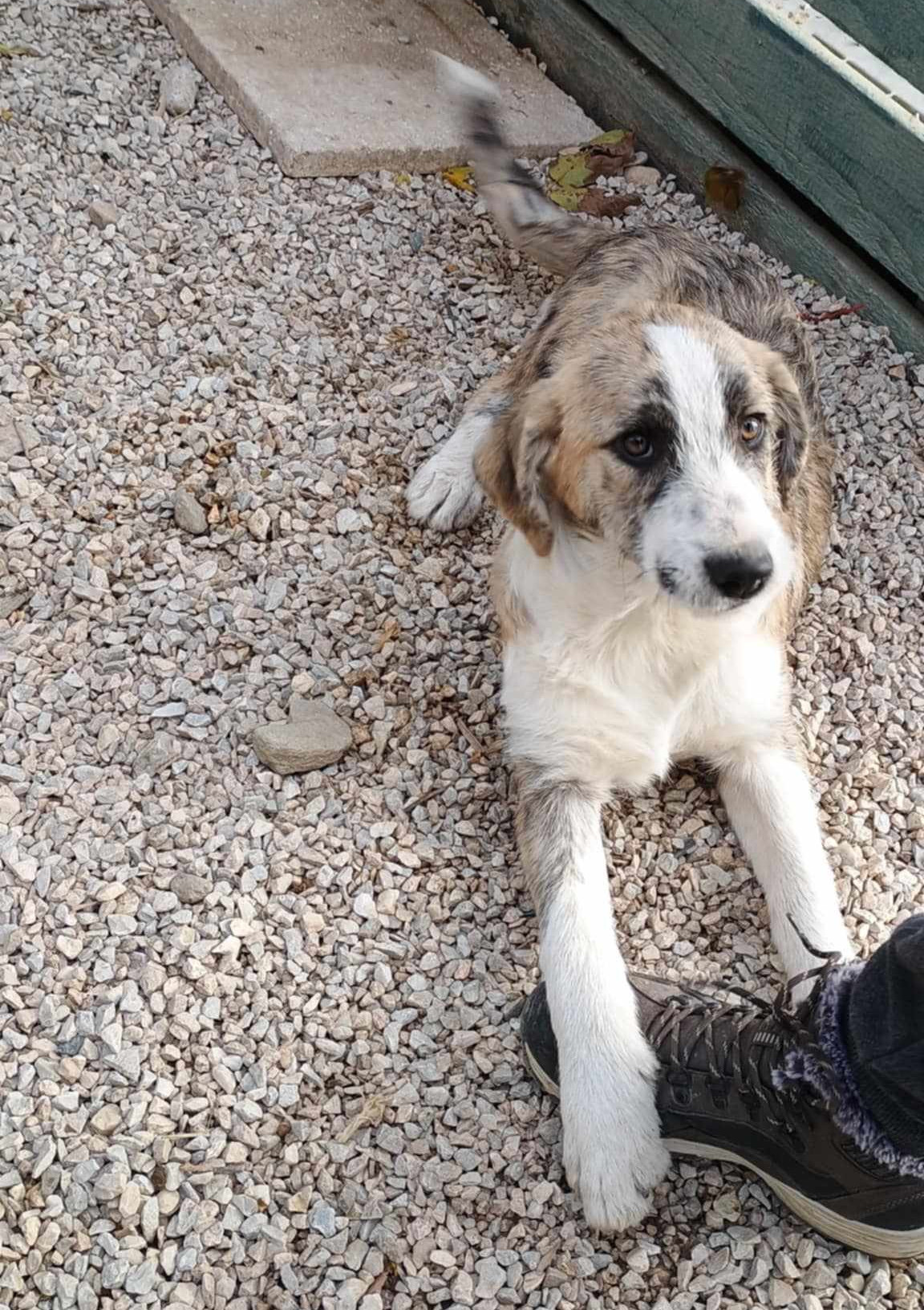 Meli Zorro Dogsavior Dez24 1