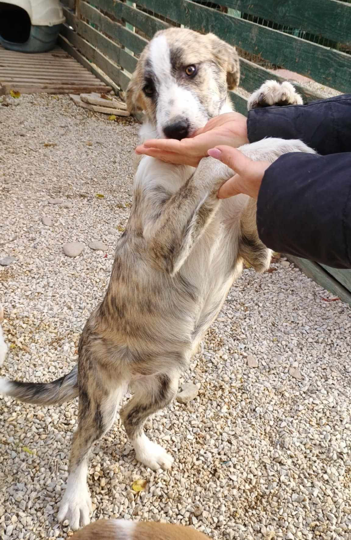 Meli Zorro Dogsavior Dez24 2