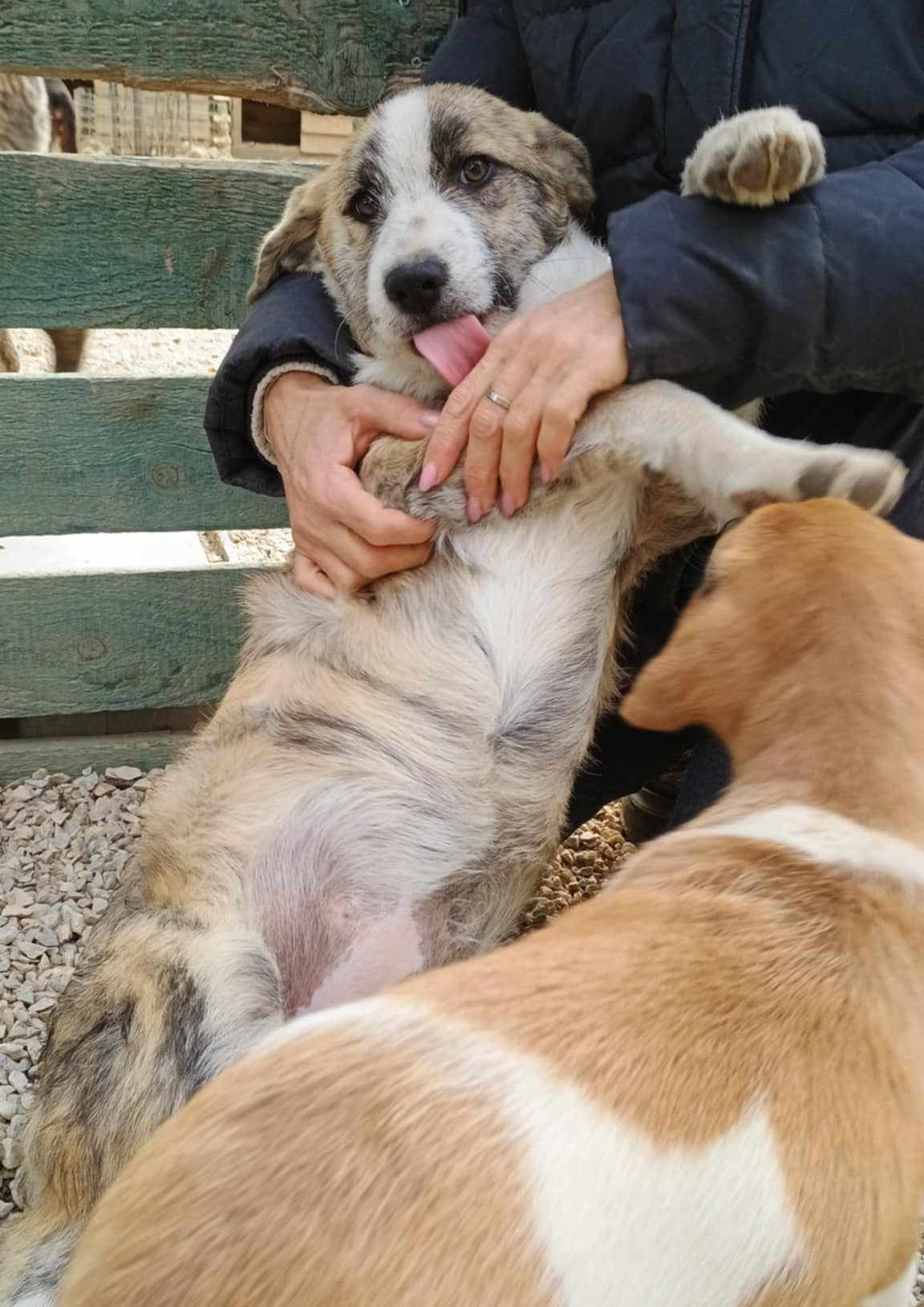Meli Zorro Dogsavior Dez24 4