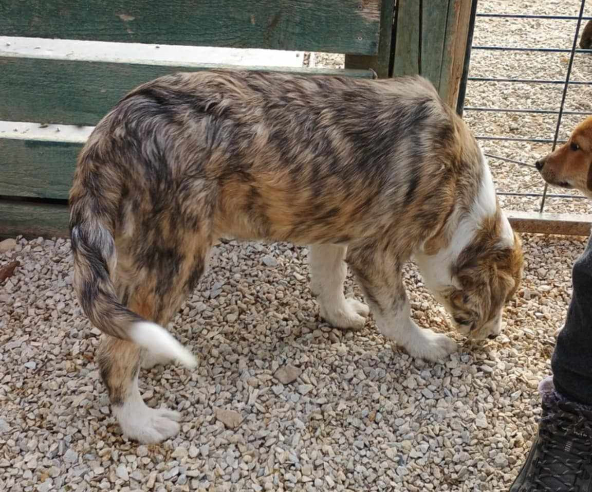 Meli Zorro Dogsavior Dez24 5