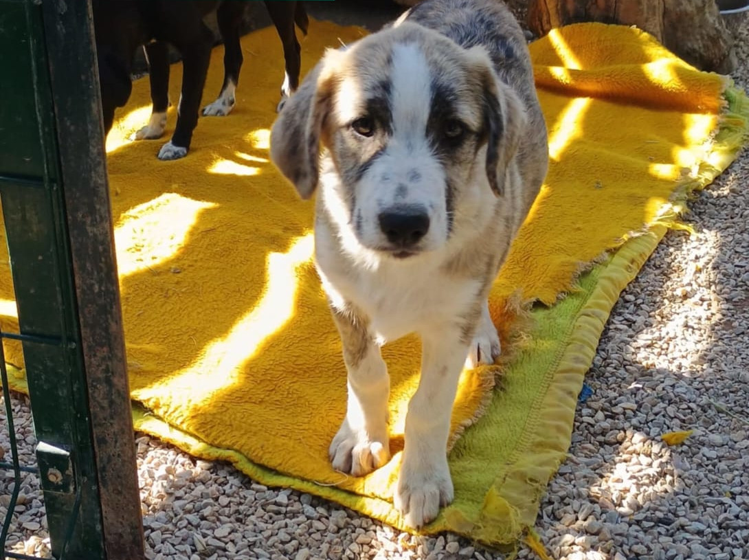 Meli Zorro Dogsavior Dez24 6